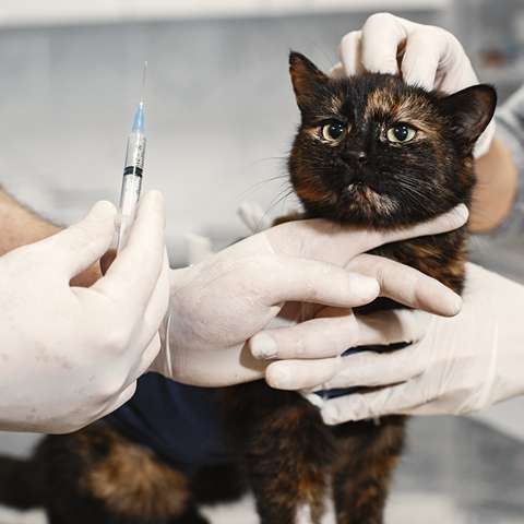 Choosing the Right Vet for Your Furry Friend- Happy Little Kitty