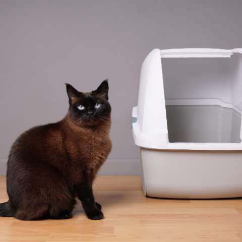Clumping or Non-clumping Cat Litter What to Consider- Happy Little Kitty