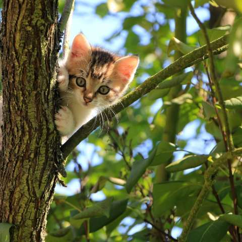 Does My Home Need A Catio? - Happy Little Kitty