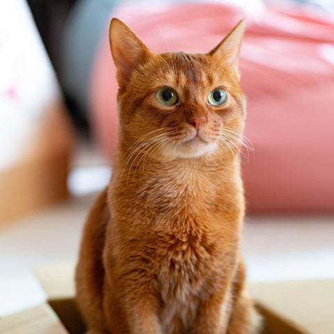 Finding the Purr-fect Name Creative Suggestions for Your Orange Tabby Cat