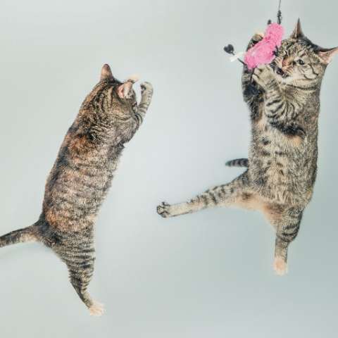 Keeping Cats Entertained with Interactive Toys