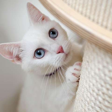 The Purr-fect Cat Tree: Benefits and Buying Advice