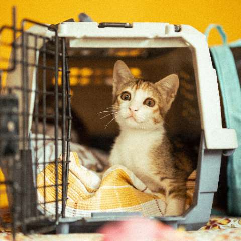 Getting Your Cat Used to the Carrier: The Proven Steps
