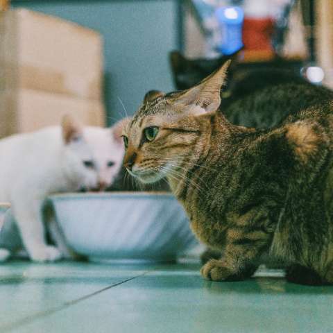 What's the Best Cat Food Bowl for Your Furry Friend?