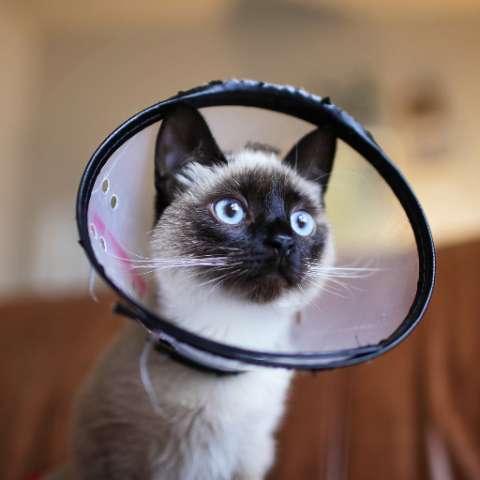 Spaying and Neutering: Why It's a Must for Cat Owners