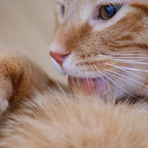 Everything You Need to Know About Cat Hairballs