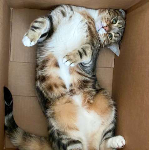 The Mysterious Allure of Boxes for Cats