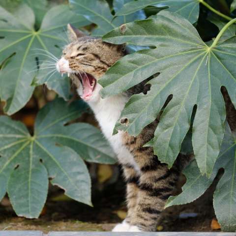 The Science Behind Meow and Roar