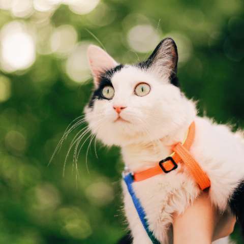 How to Train Your Cat to Use a Harness