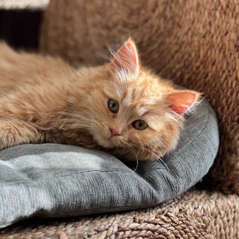 How to Find the Purr-fect Bed for Your Feline Friend