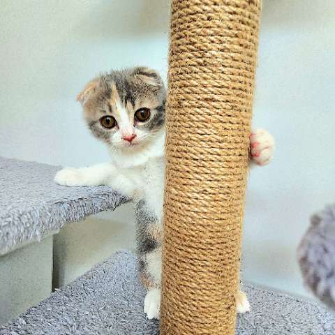 The Benefits of Cat Trees