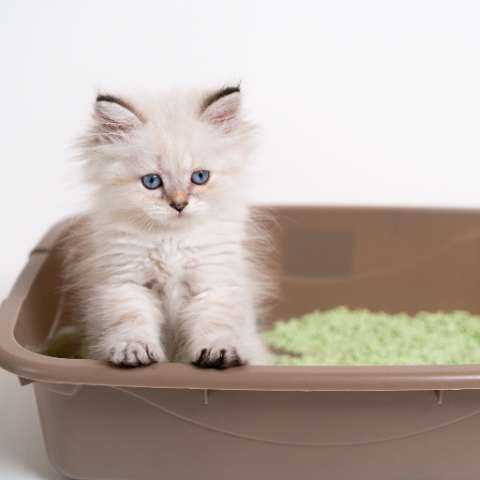 The Scoop on Cat Litter Boxes - How Many Do You Really Need?