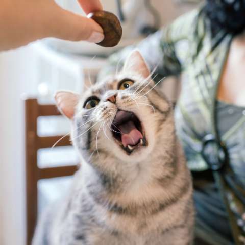 Don't Feed Your Cat These Foods!