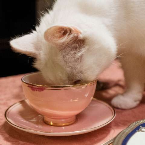 How to Make the Switch to a New Cat Food