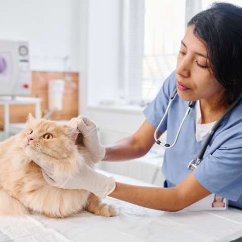 The Benefits of Annual Vet Visits for Your Furry Friend