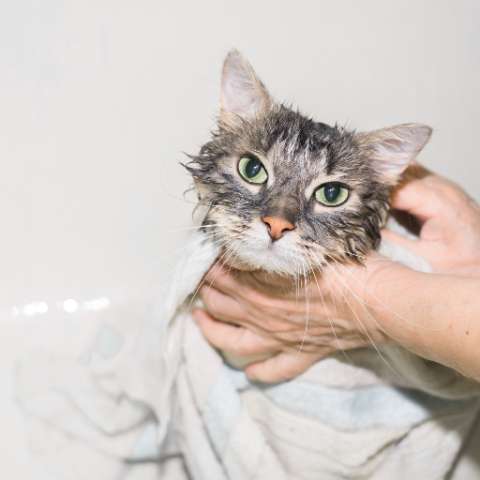 The Cat Who Enjoys a Bath: A Guide to Bathing Your Cat