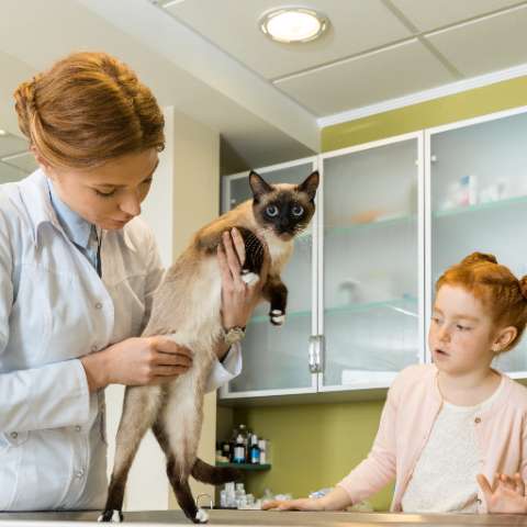 The Big Benefits of Regular Vet Checkups for Cats