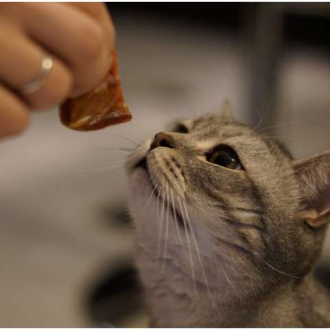 Quick and Easy Recipes for Cat Treats