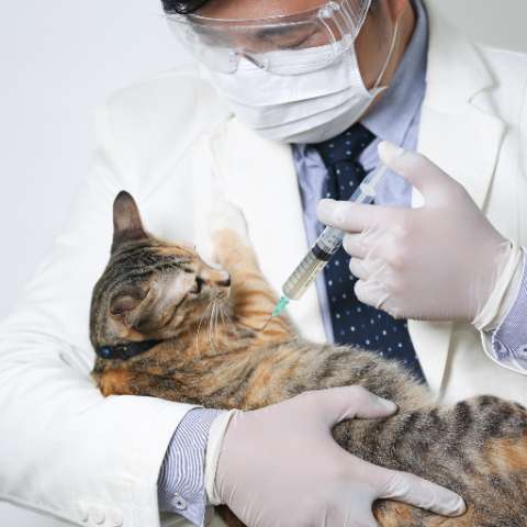 The Importance of Cat Vaccines