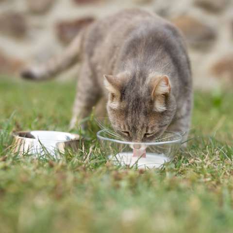 Should Cats Drink Milk?