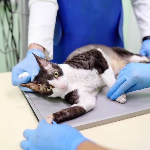 Taking Care of Your Feline Friend - What to Know About Cat Surgery