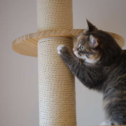 Keep Your Cat from Scratching the Furniture: 4 Tips for a Peaceful Home