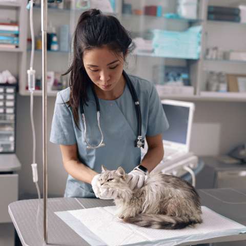 The Importance of Cat Vaccines: Why Your Feline Friend Needs Them