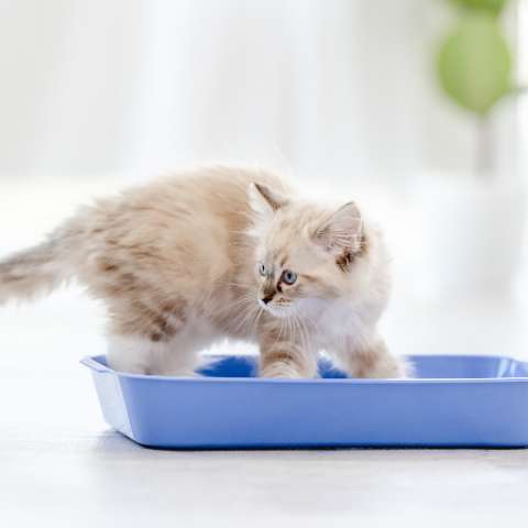 The Purr-fect Number of Cat Litter Boxes