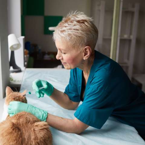 The Case for Cat Vaccines