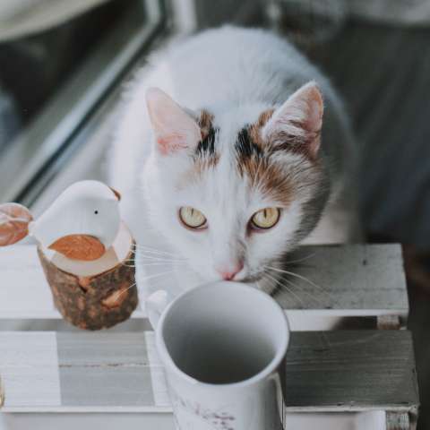 Keeping Your Cat Off the Kitchen Counters