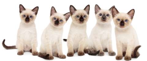 Purr-fectly Unique Naming Your Siamese Cat