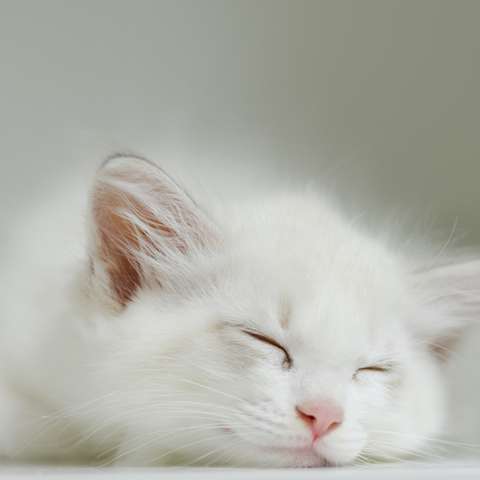 The Feline Sleep Cycle Why Cats Sleep So Much-Happy Little Kitty