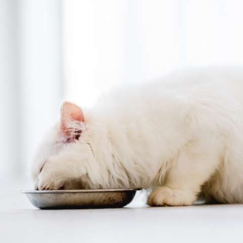 The Pros and Cons of Meal Scheduling for Cats- Happy Little Kitty