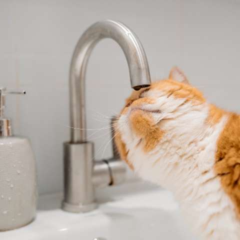 Why You Should Get a Cat Water Fountain