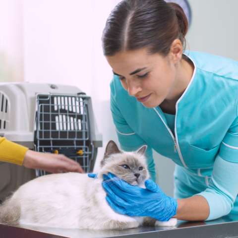 Why Your Furry Friend Needs an Annual Vet Checkup 