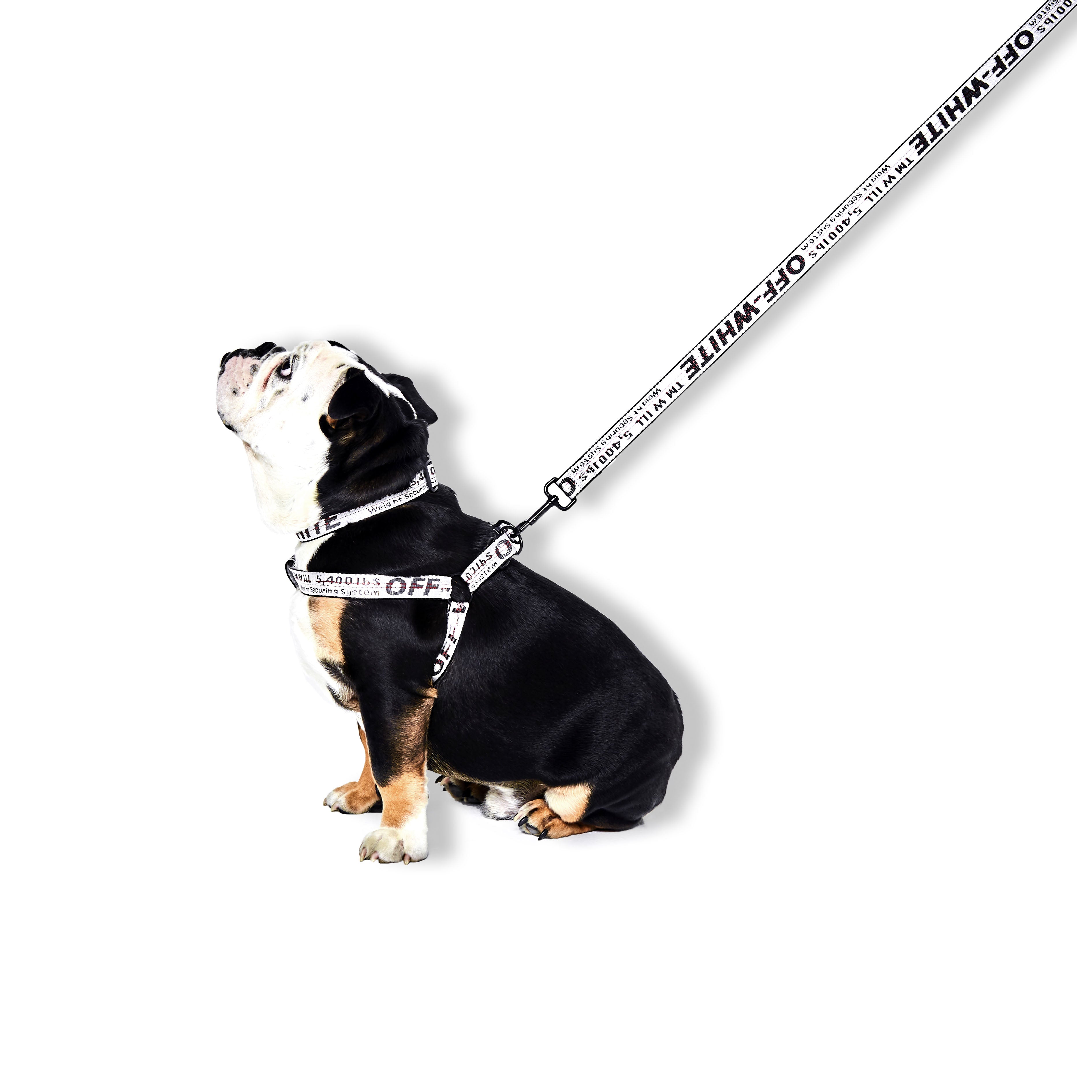 off white dog leash real