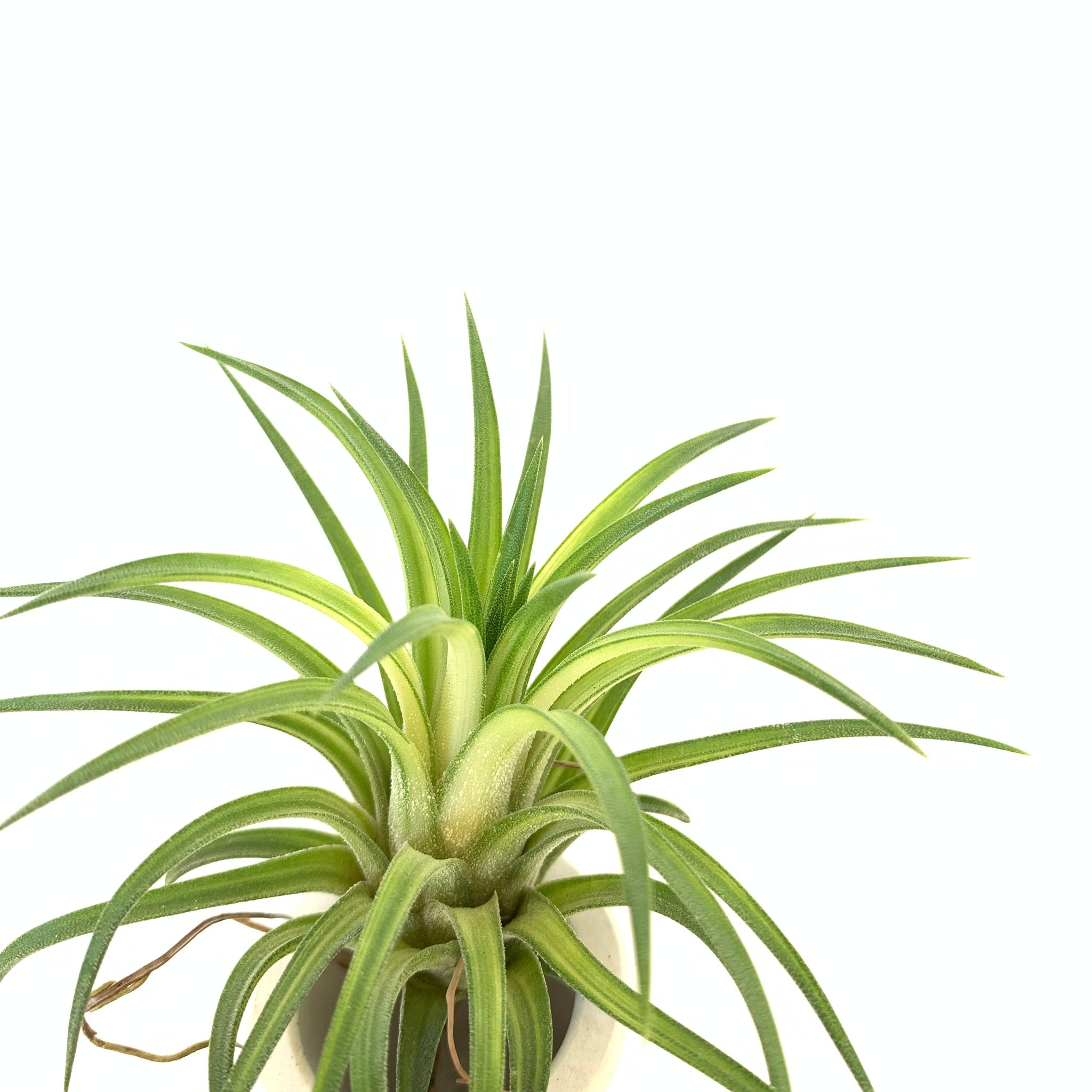 Tillandsia Ionantha Variegata Cuffel Farms