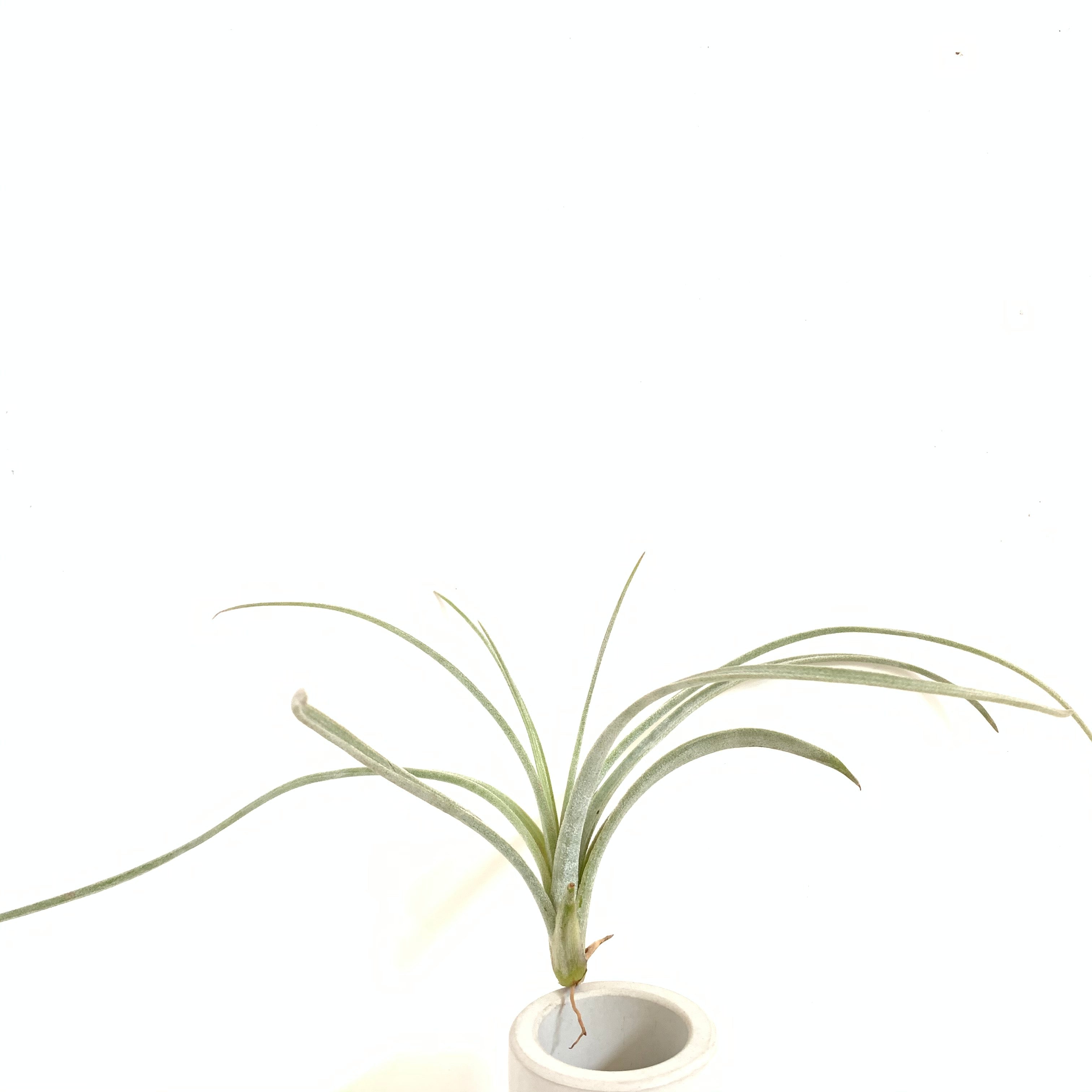 Tillandsia exserta – Cuffel Farms