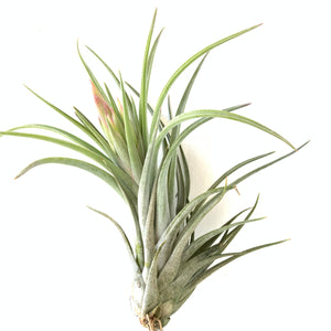 超安い販売中 Tillandsia hirta forma minor HR - web.raimaxfibra.com.br