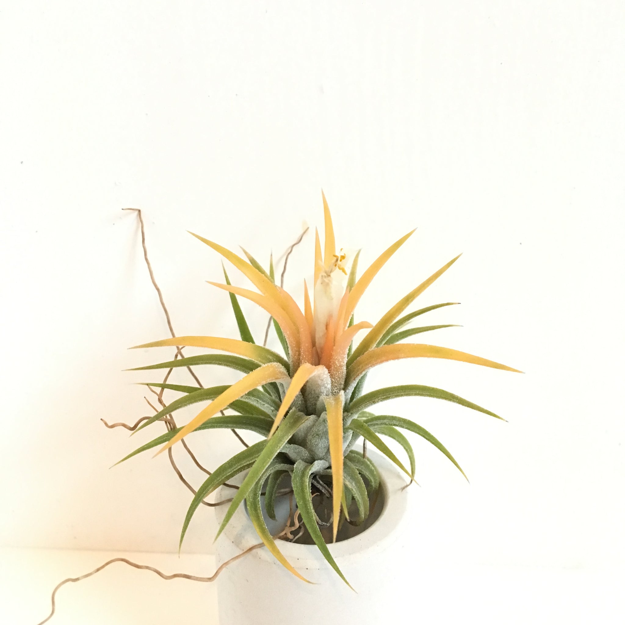 夏期間限定☆メーカー価格より68%OFF!☆ Tillandsia Magic Peach（大