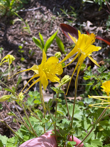 Golden Columbine Flower