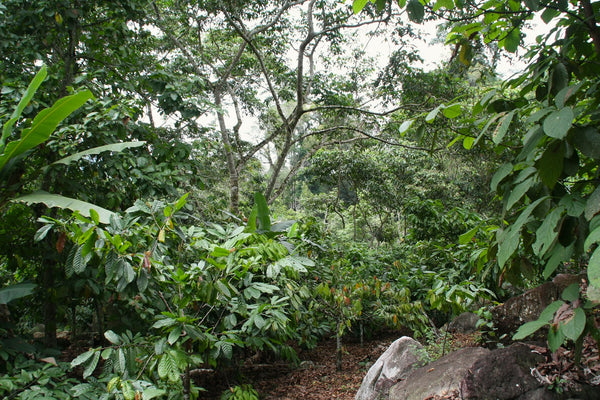 Agroforest mixed system producing cacao in Colombia