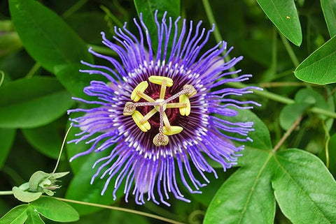 passion flower