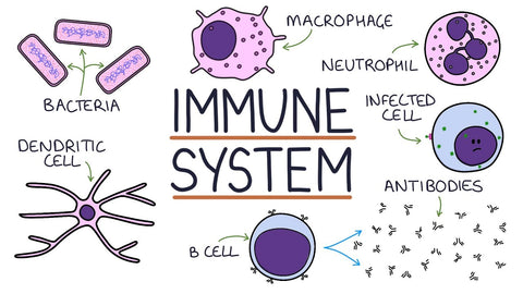 Stress and the immune system