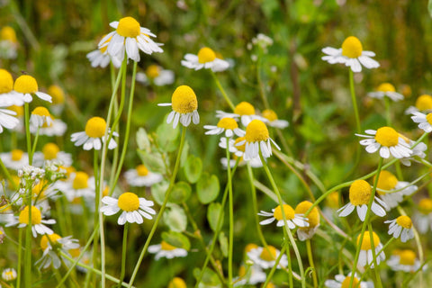 Chamomile: The Gentle Soother