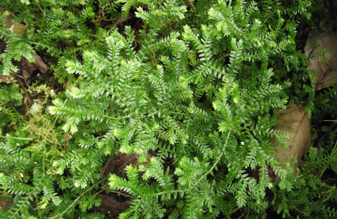 Clubmoss