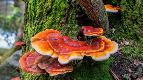 Reishi: The Mushroom of Immortality