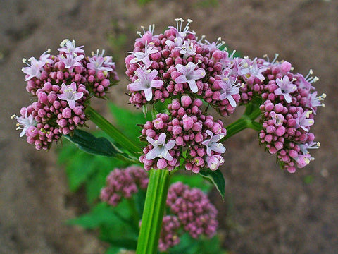 Valerian root: The Sleep Promoter