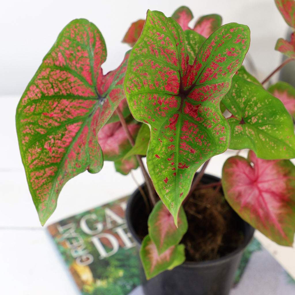 Caladium