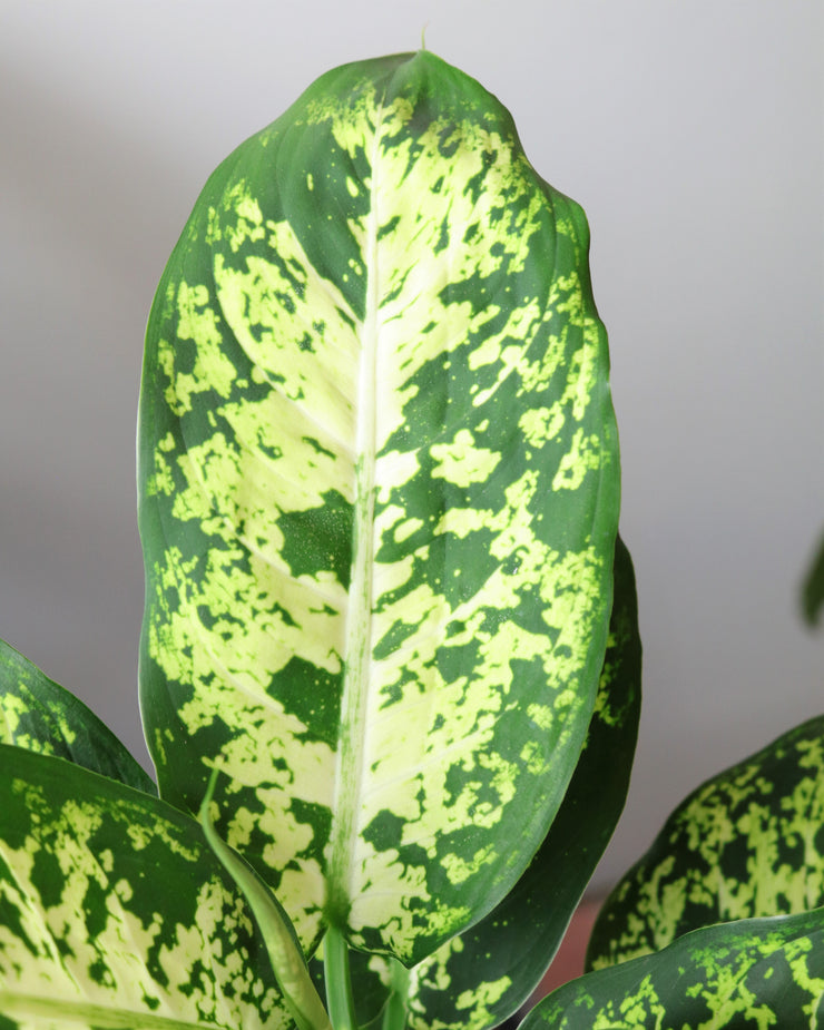 Dumb Cane Plant Exotica Atrium Plants